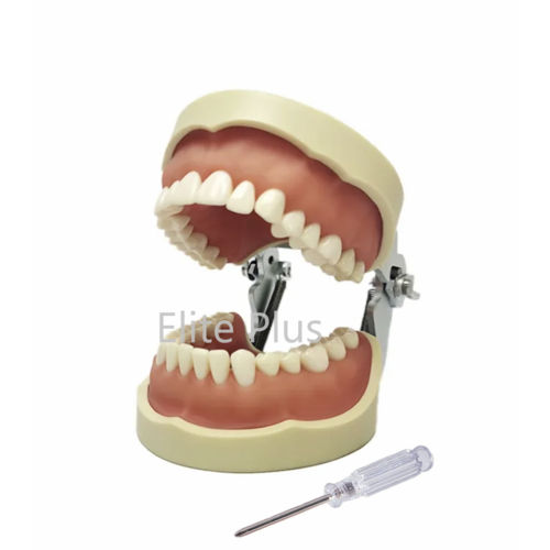 ZX-1443 Dental Practice Typodont Model