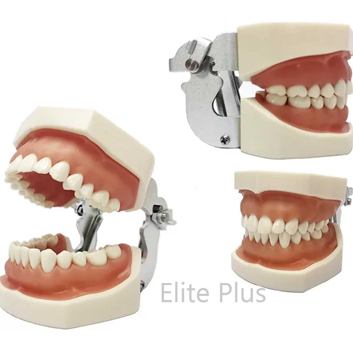 ZX-1443 Dental Practice Typodont Model