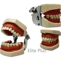 ZX-1443 Dental Practice Typodont Model