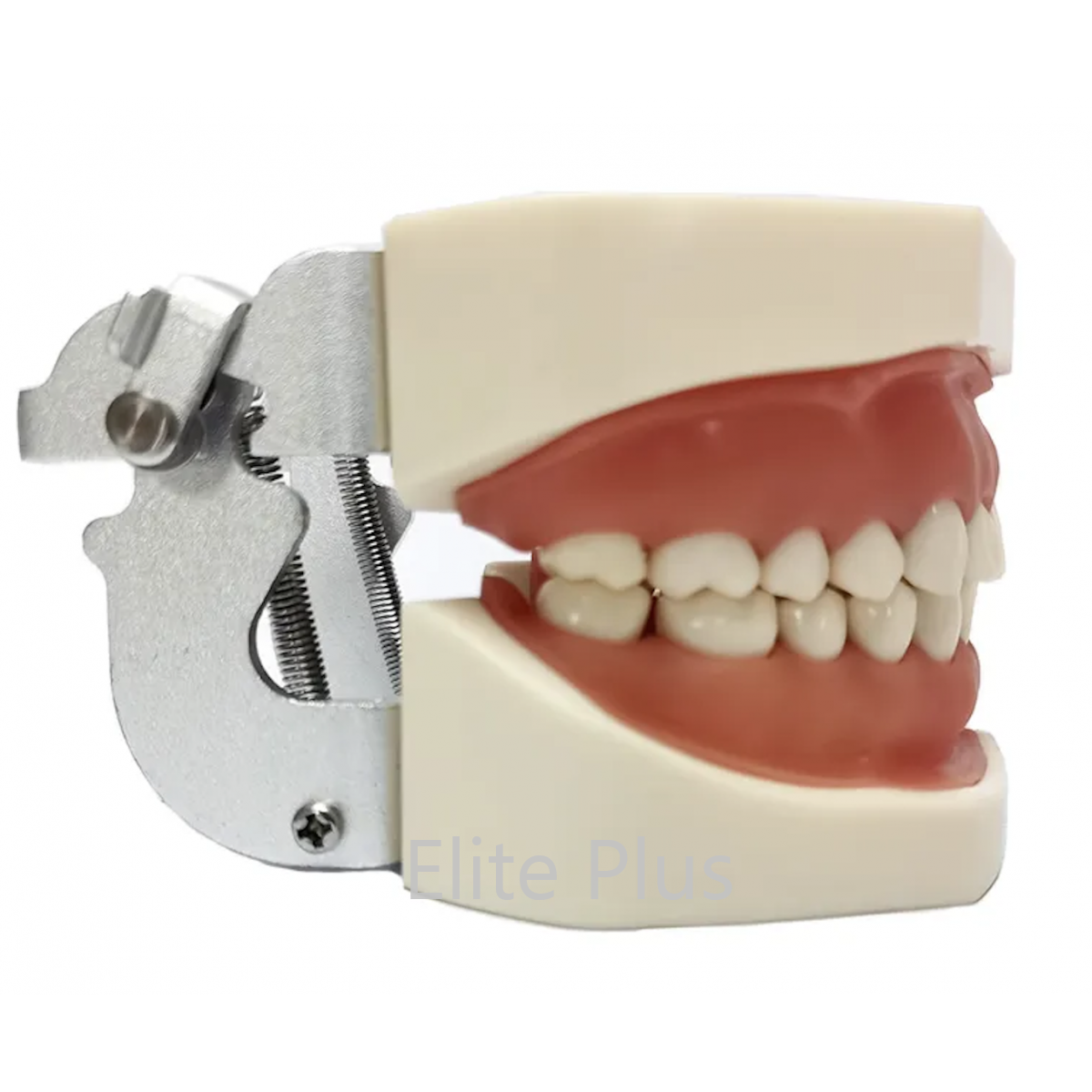 ZX-1443 Dental Practice Typodont Model