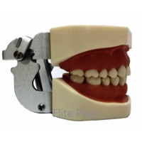 ZX-1443 Dental Practice Typodont Model