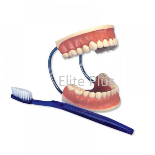 ZX-1411 Dental Care Model