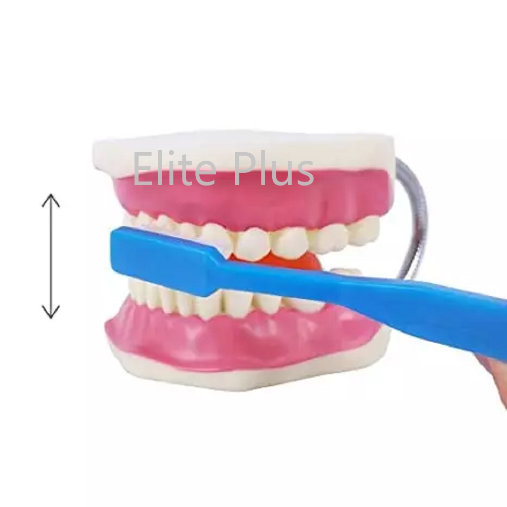 ZX-1411 Dental Care Model