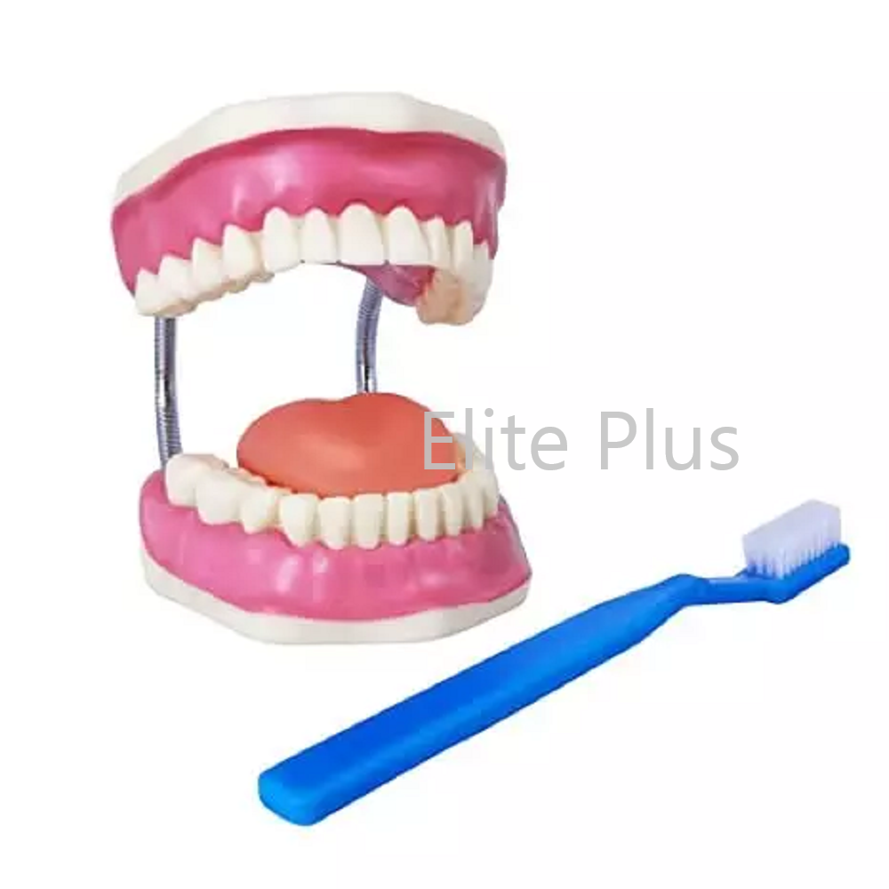 ZX-1411 Dental Care Model