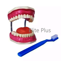 ZX-1411 Dental Care Model