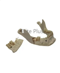 ZX-1230 Lower Jaw Model with Extractable Teeth