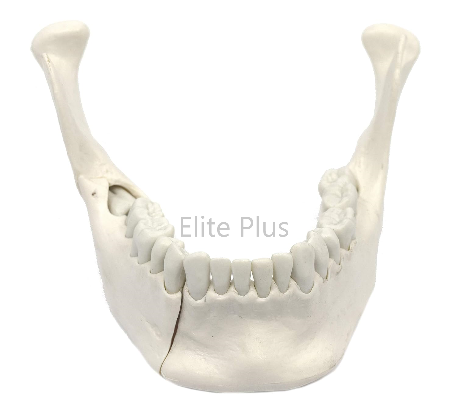 ZX-1230 Lower Jaw Model with Extractable Teeth