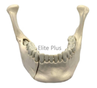 ZX-1230 Lower Jaw Model with Extractable Teeth