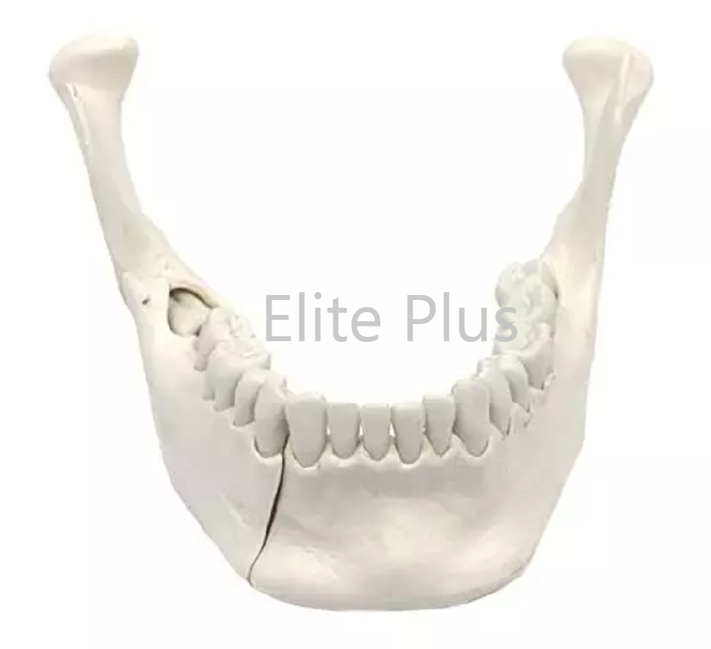 ZX-1230 Lower Jaw Model with Extractable Teeth