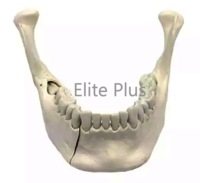 ZX-1230 Lower Jaw Model with Extractable Teeth