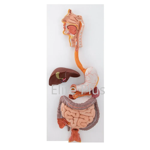 ZX-1311PN Digestive System Model PVC