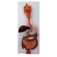 ZX-1311PN Digestive System Model PVC