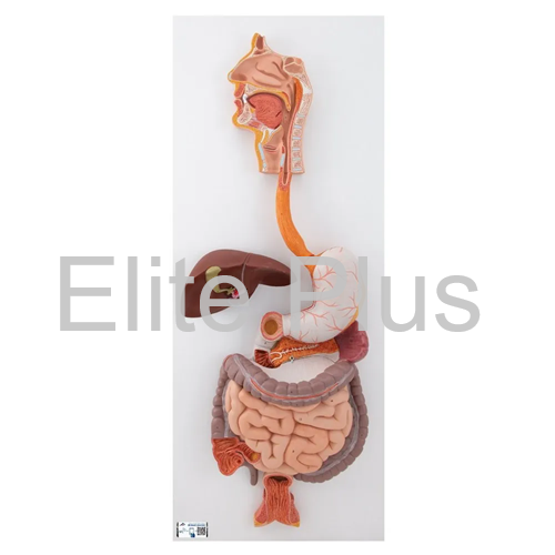 ZX-1311PN Digestive System Model PVC