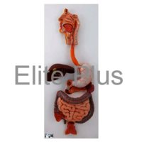 ZX-1311PN Digestive System Model PVC