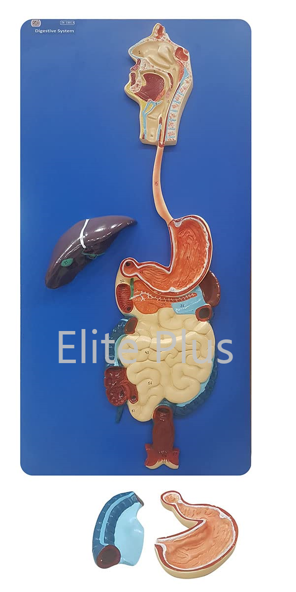 ZX-1301A Human Digestive System