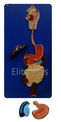 ZX-1301A Human Digestive System