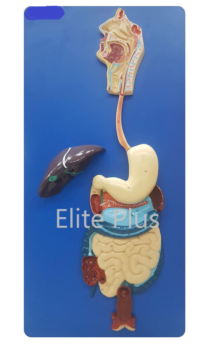 ZX-1301A Human Digestive System