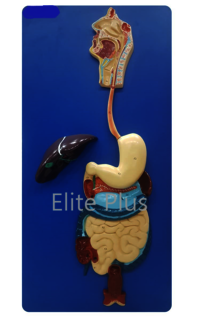 ZX-1301A Human Digestive System