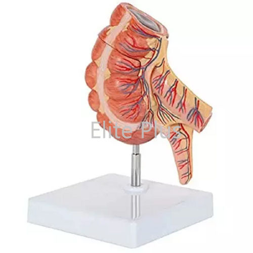 Digestive System