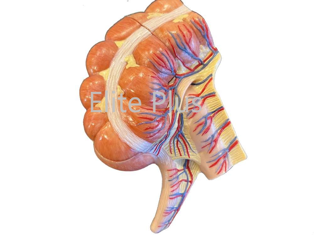 ZX-1434P Caecum and Appendix, Enlarged