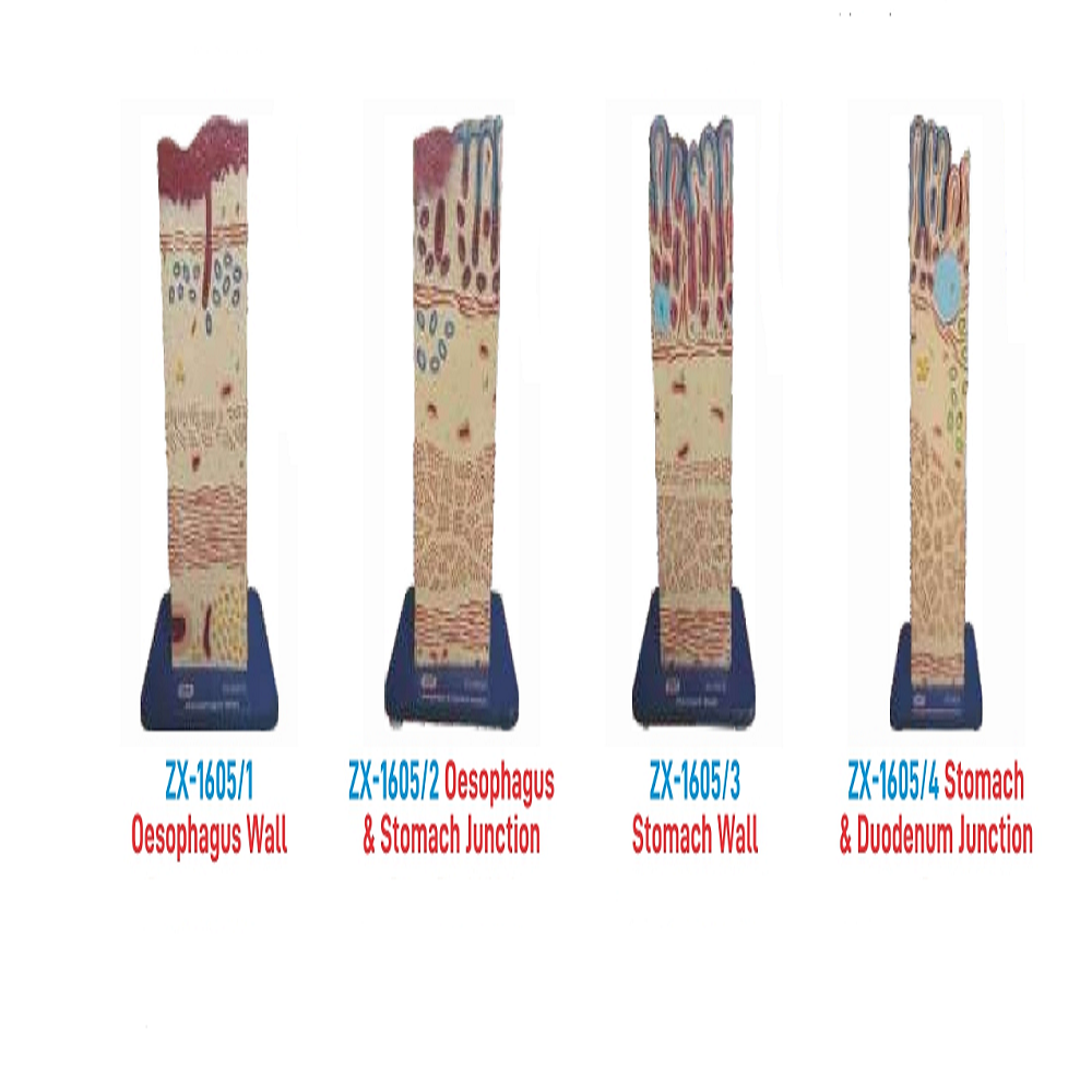 ZX-1605 Alimentary Canal Wall Model (complete set of 8)