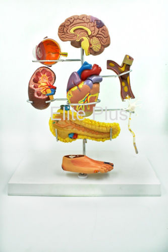 Digestive System