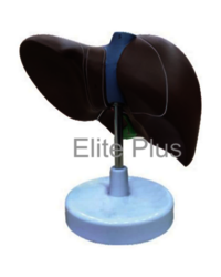 Zx-1416pn Liver Model Pvc - Color: Multicolor