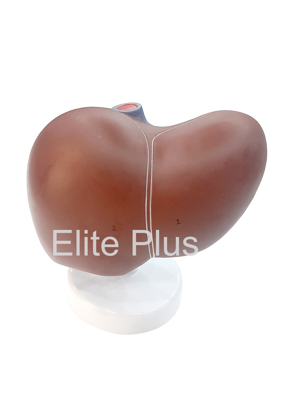 ZX-1416PN Liver Model PVC