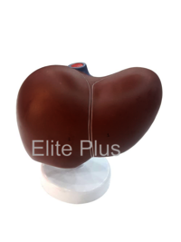 ZX-1416PN Liver Model PVC