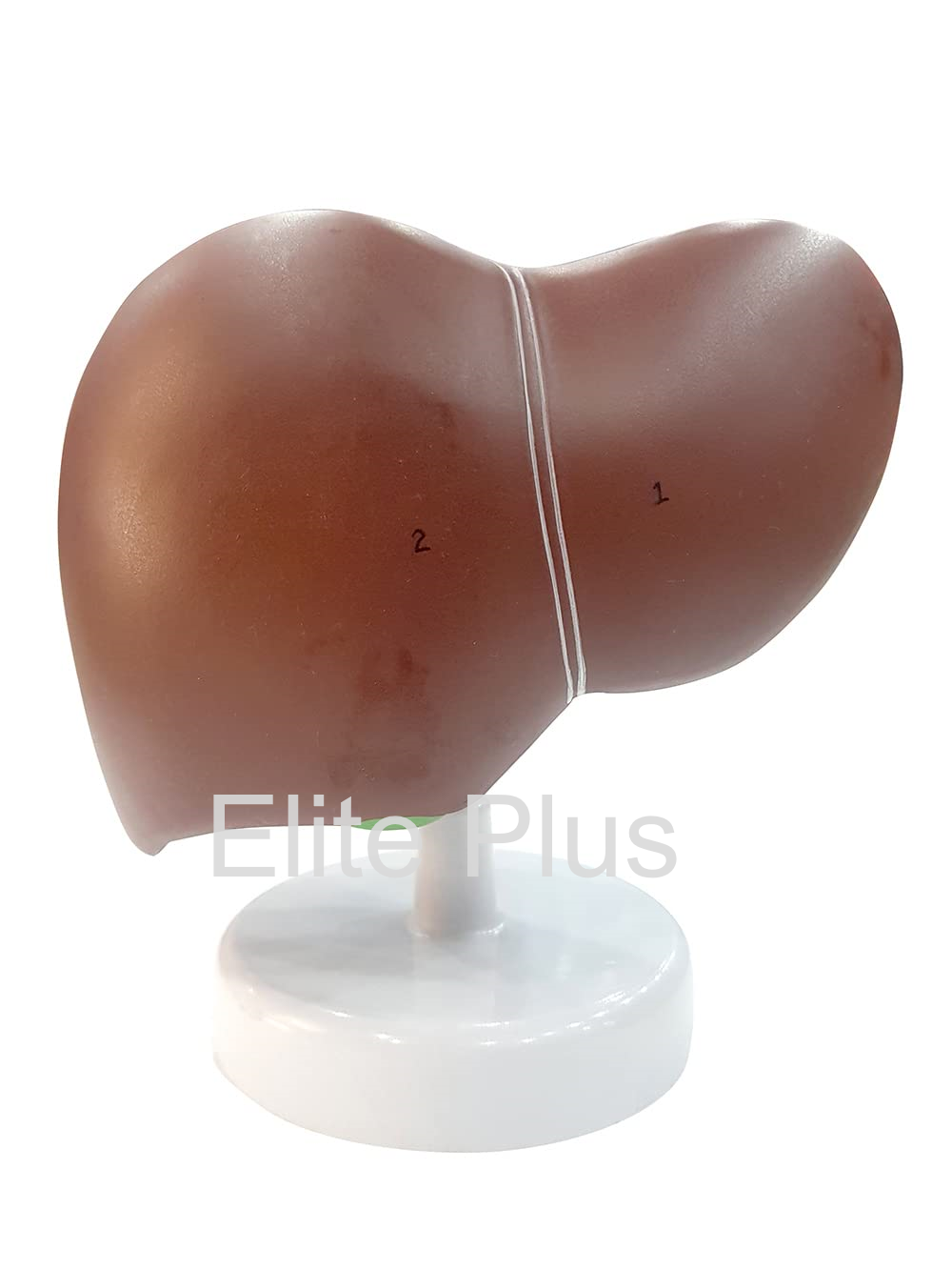 ZX-1416PN Liver Model PVC