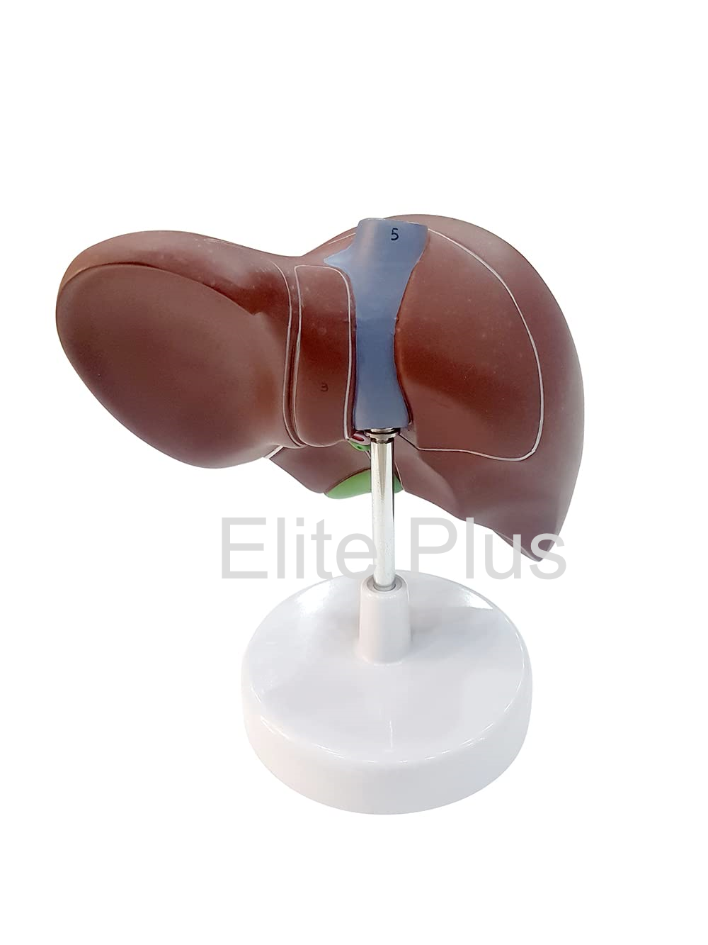 ZX-1416PN Liver Model PVC