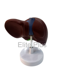 ZX-1416PN Liver Model PVC