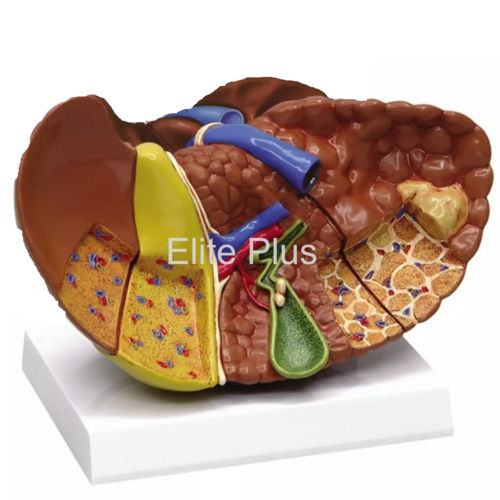 Digestive System