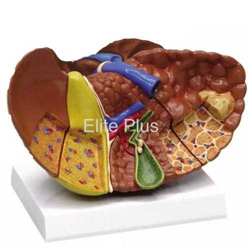 ZX-1430 Liver (Healthy & Pathologies)