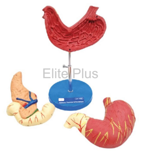 ZX-1402 Human Stomach, Pancreas & Duodenum