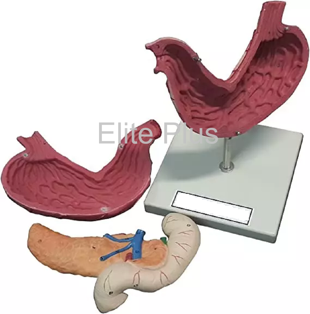 ZX-1402 Human Stomach, Pancreas & Duodenum