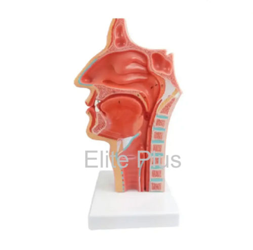 Zx-1444pn Nasal Oral Cavity Model, Sagittal Section