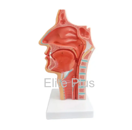 ZX-1444PN Nasal Oral Cavity Model, Sagittal Section