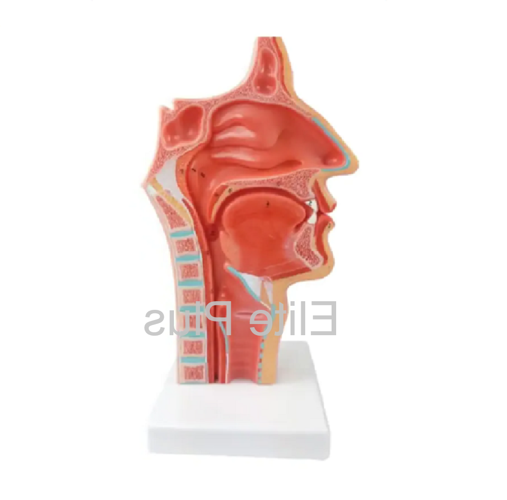 ZX-1444PN Nasal Oral Cavity Model, Sagittal Section