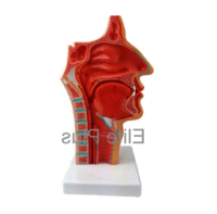 ZX-1444PN Nasal Oral Cavity Model, Sagittal Section