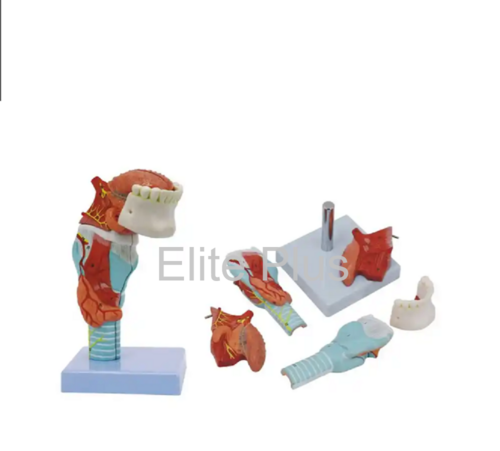 ZX-1423PN Human Tongue and Larynx Model 5 Parts