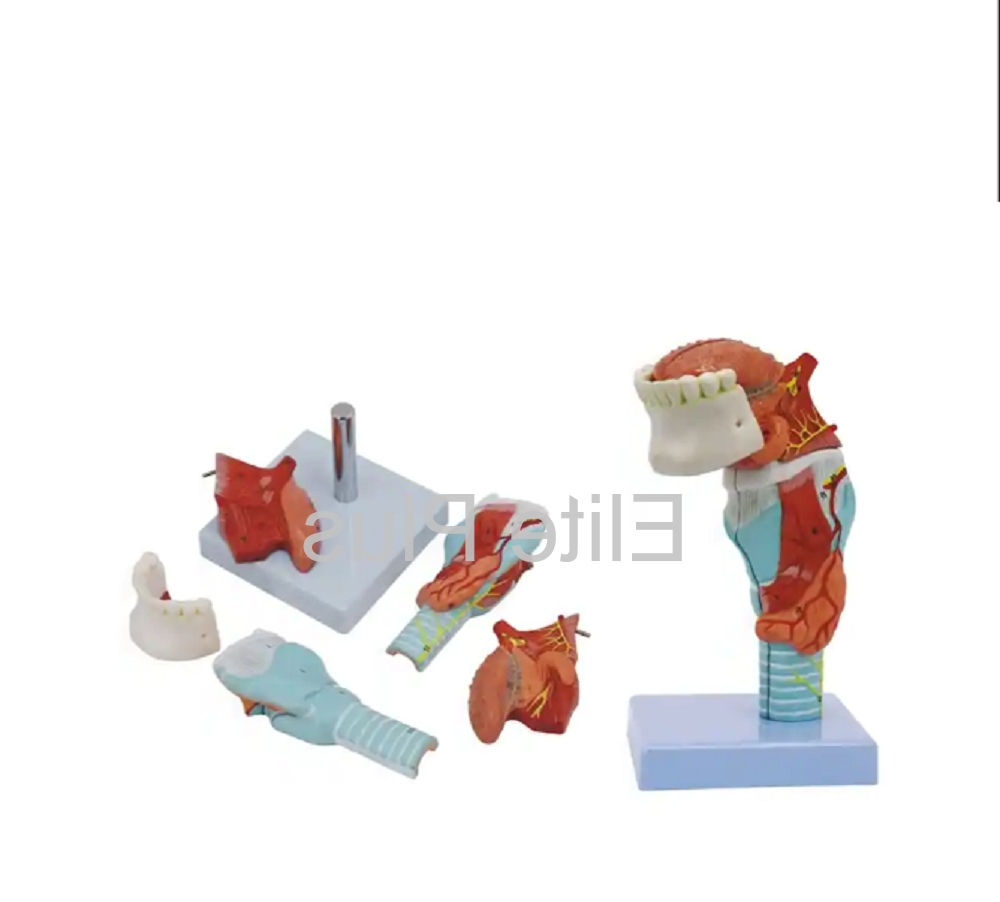 ZX-1423PN Human Tongue and Larynx Model 5 Parts