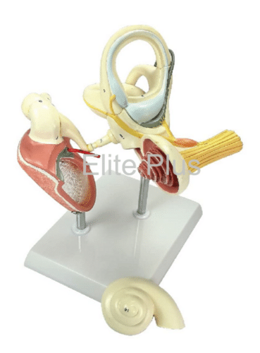 ZX-1435PN Labyrinth with Ossicles (Middle Ear) Model