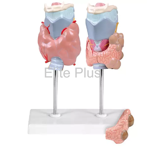 ZX-1508P Thyroid Diseases Model