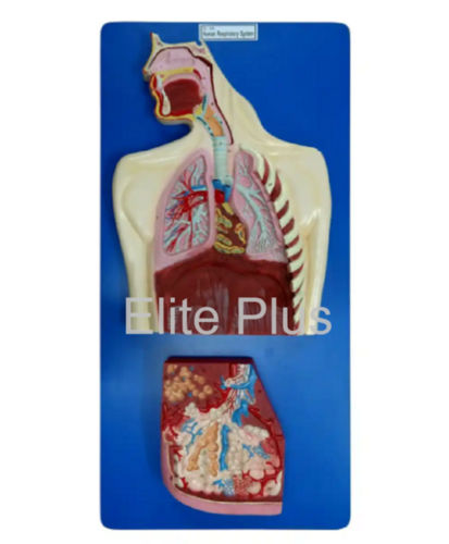 Zx-1306 Human Respiratory System