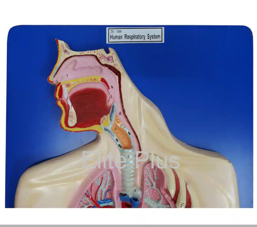 ZX-1306 Human Respiratory System