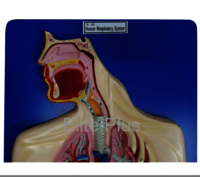 ZX-1306 Human Respiratory System