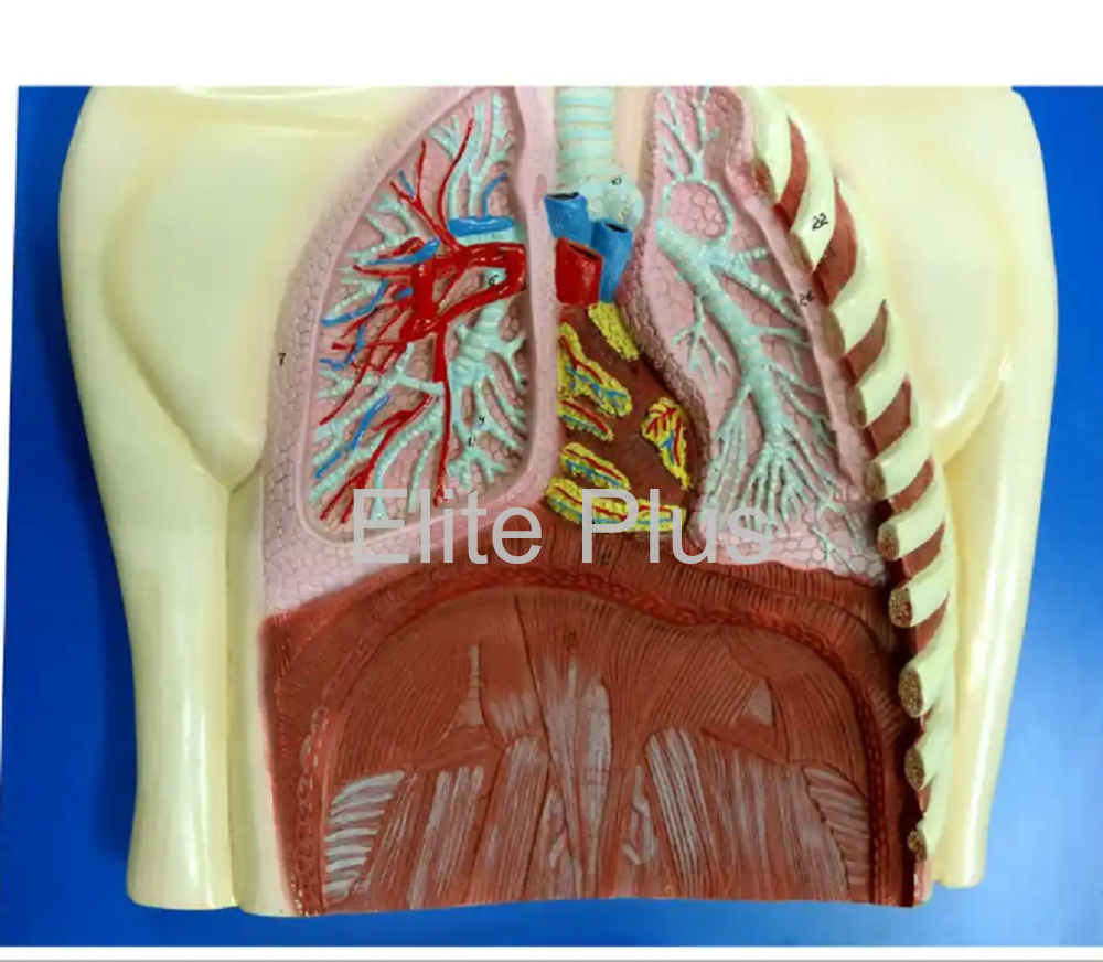 ZX-1306 Human Respiratory System