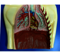 ZX-1306 Human Respiratory System