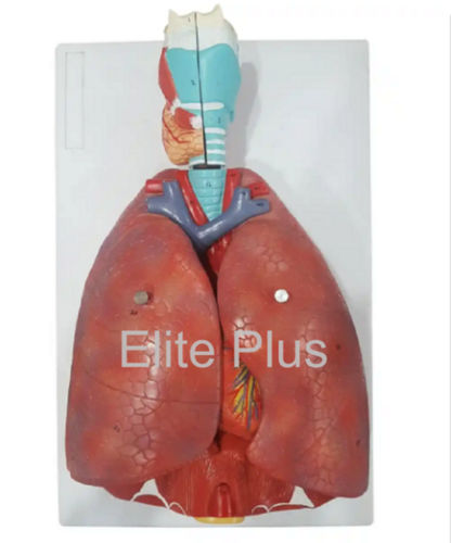 ZX-S320PN Respiratory System Model 7 Parts PVC